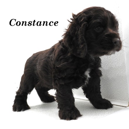 puppy, for, sale, Cocker Spaniel, Joe & Cherri  Overlease, dog, breeder, Miller, MO, dog-breeder, puppy-for-sale, forsale, nearby, find, puppyfind, locator, puppylocator, aca